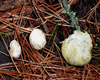 False truffle
