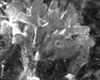 mycorrhiza