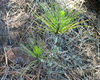 pine
