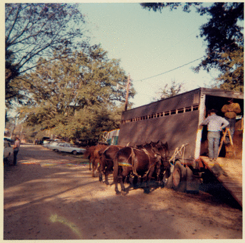 Color Photograph. 3  inches x 3  inches. Image of trailers for the horses and mules used in the movie The Reivers. October 1968.