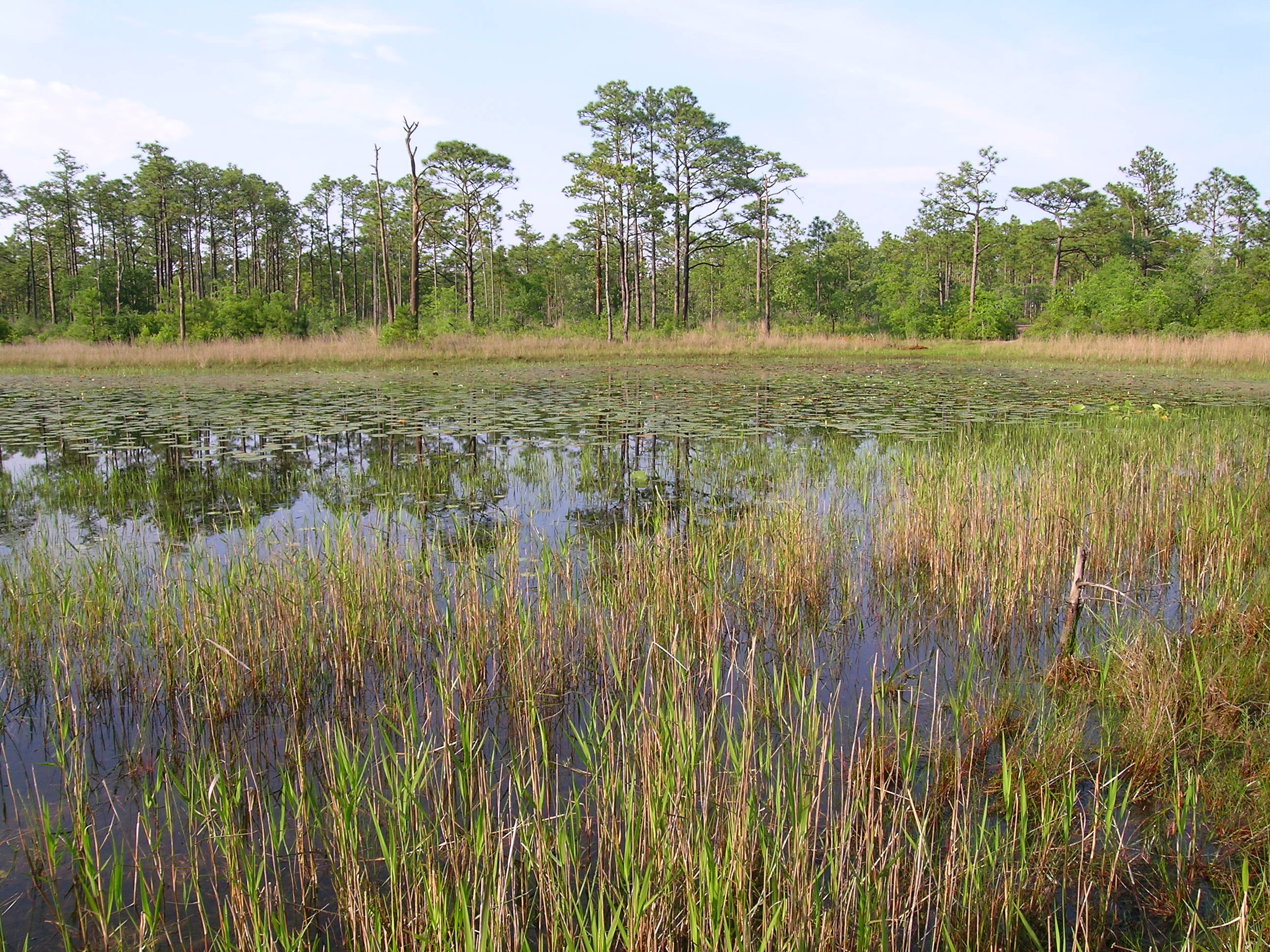 Pond