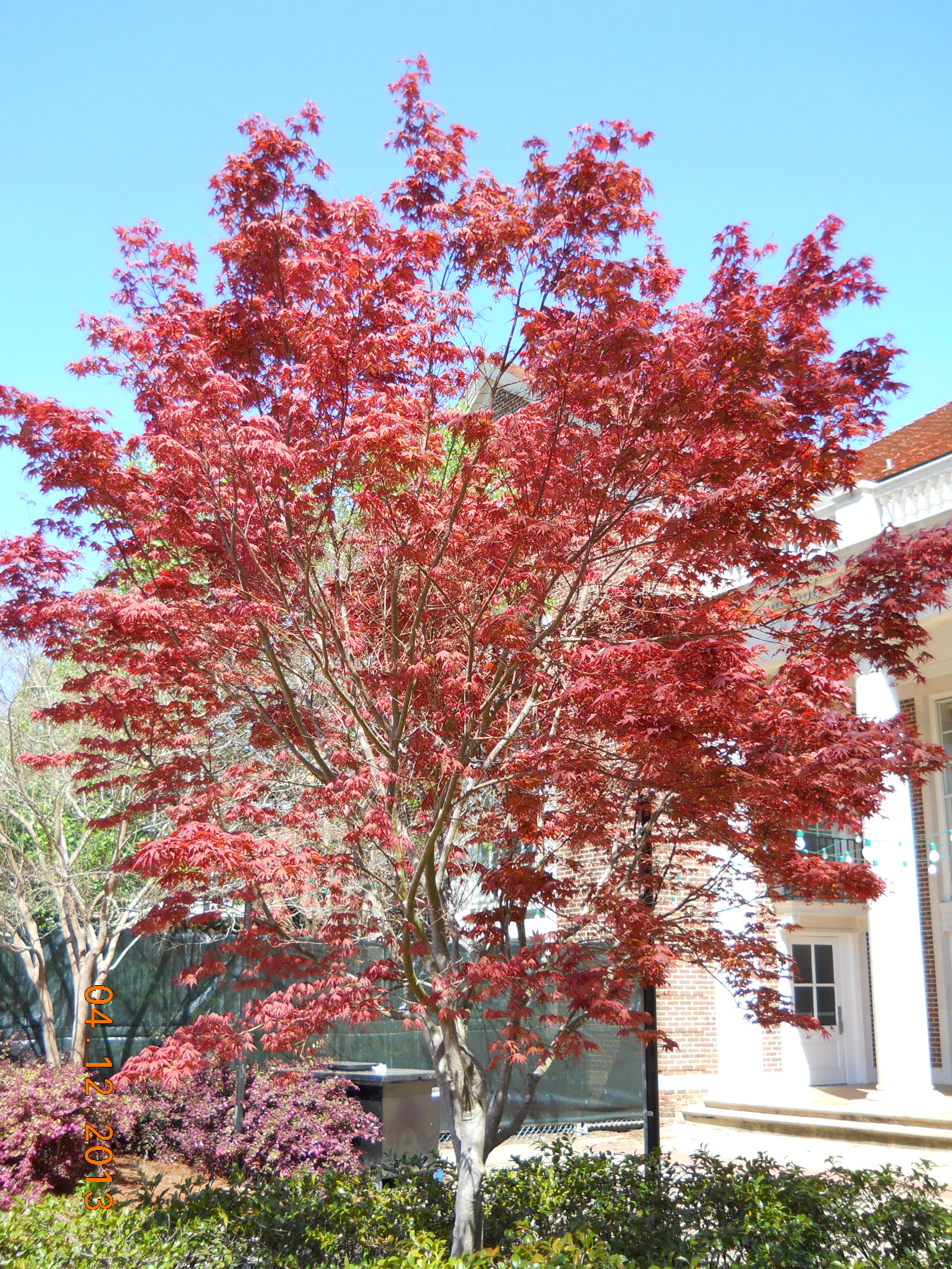 University Of Mississippi, Red Maple Landscaping Voorheesville Tn