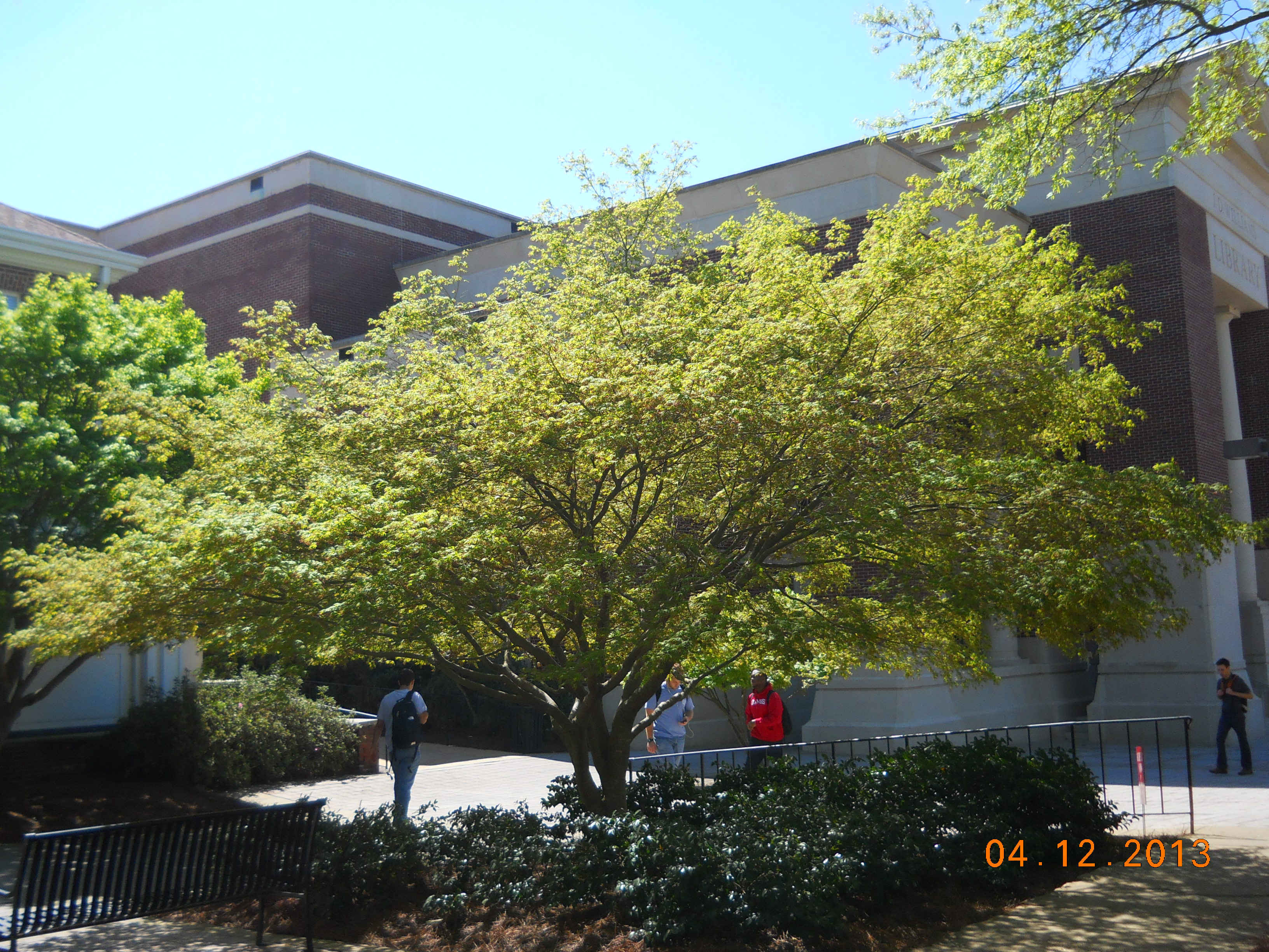 University Of Mississippi, Red Maple Landscaping Voorheesville Tn